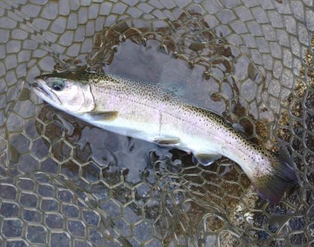 トップに好反応！ ～平谷湖フィッシングスポット～